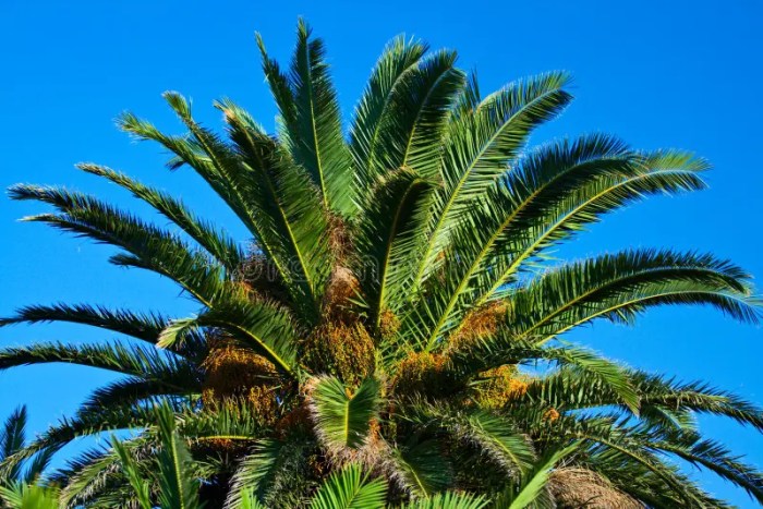 Kebun kurma banda aceh