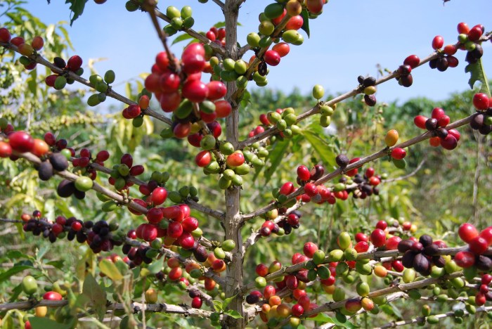 Pajak buah berastagi