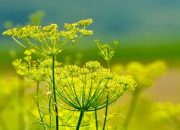 Daerah yang menjadi asal adas adalah Timur Tengah