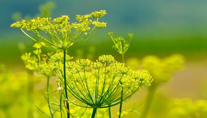 Daerah yang menjadi asal adas adalah Timur Tengah