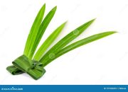 Akar Pandan Potensi dan Manfaatnya