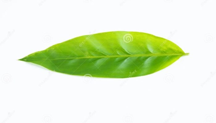 Mengenal Daun Kunyit Putih Lebih Dekat