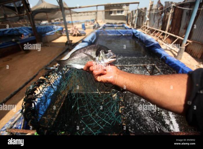 Ikan berlimpah di gaza ke tepi pantai benarkah