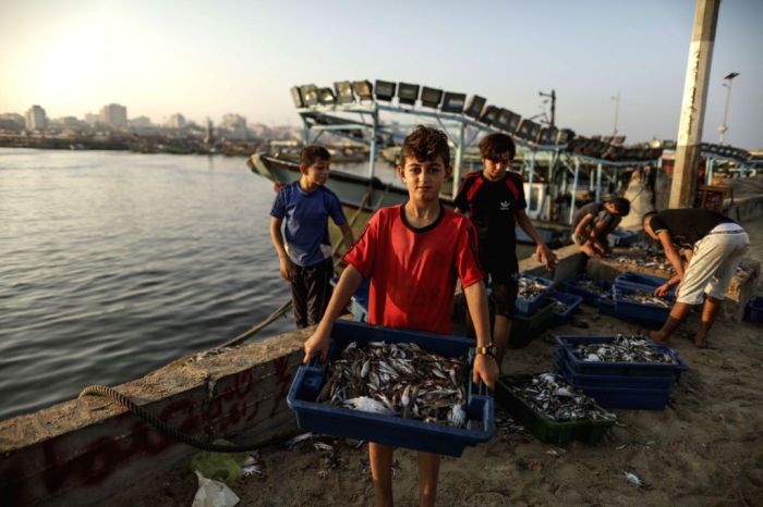 Fenomena ikan di gaza
