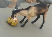 Kambing Gaza Bandung Populer dan Menguntungkan