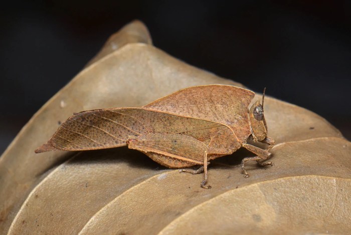 Leaf insect like look rotten dead insects disguise katydids amazon pete oxford photographer where able unbe tell master itself devon