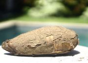 Cara Menanam Singkong Agar Berbuah Banyak dan Besar