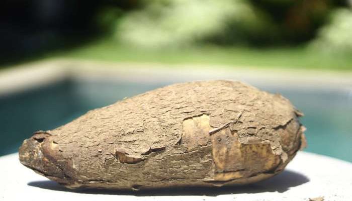 Cara Menanam Singkong Agar Berbuah Banyak dan Besar