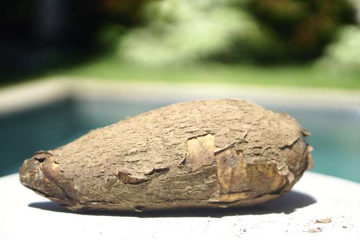 Cara menanam singkong agar berbuah banyak dan besar