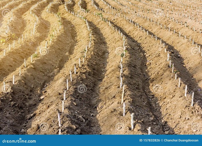 Cara menanam singkong agar berbuah banyak dan besar