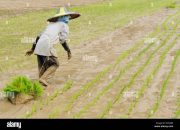 Tunjangan Beras PNS Sejarah, Hukum, dan Dampaknya