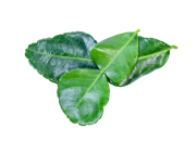 Daun Jeruk Nipis Aroma, Rasa, dan Manfaatnya