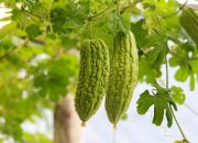 Memahami Makna dan Arti Buah Pahit