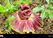 Potensi Ekonomi dan Budidaya Buah Porang