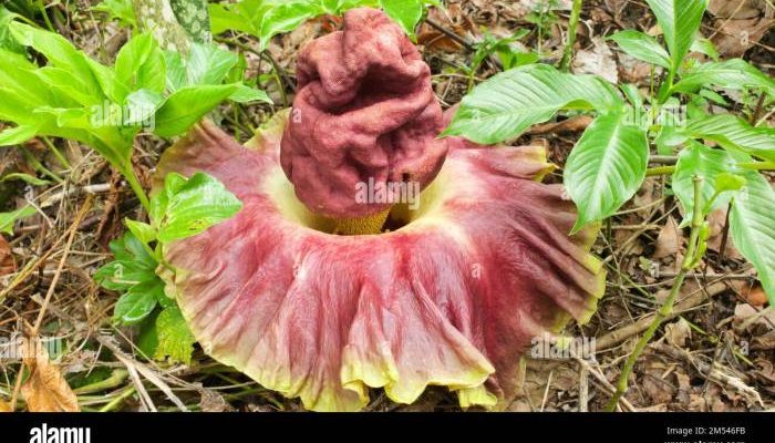 Potensi Ekonomi dan Budidaya Buah Porang