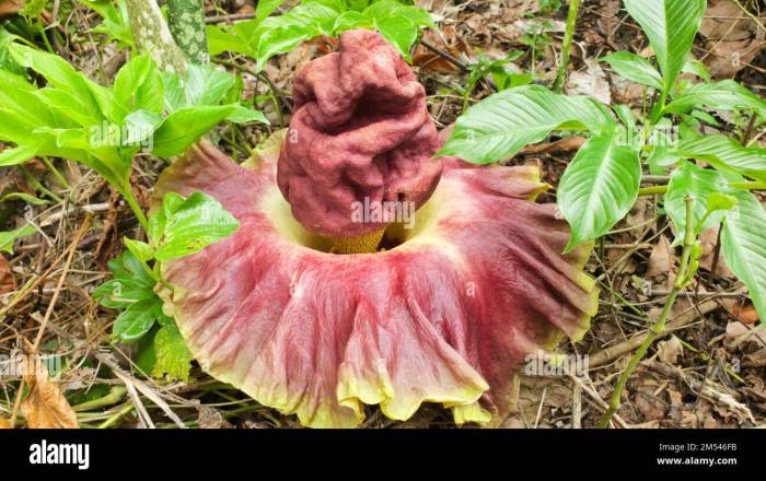 Konjac amorphophallus stinky biology spadix feb20 anthers inflorescence
