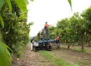 Arti Mimpi Metik Buah Mangga Tafsir dan Makna