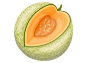 Gambar Buah Melon Panduan Lengkap