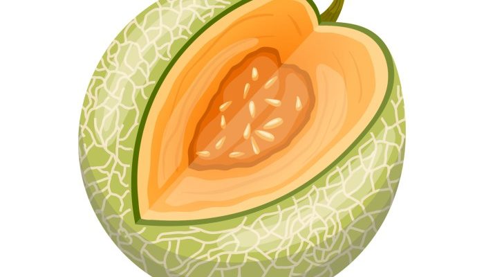 Gambar Buah Melon Panduan Lengkap