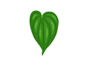 Mengenal Daun Jawer Kotok Manfaat dan Khasiatnya