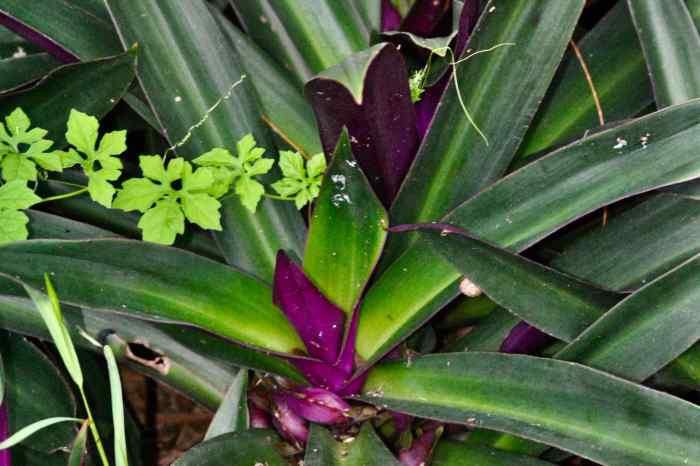 Daun rhoeo discolor