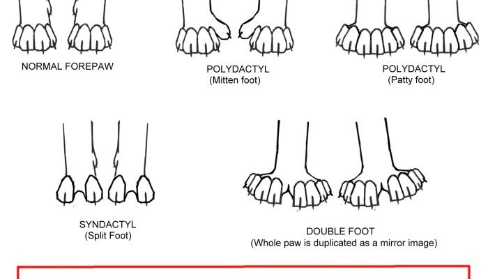 Jari Kucing Ada Berapa Anatomi dan Variasinya