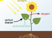 Berikut ini merupakan ciri ciri plantae kecuali