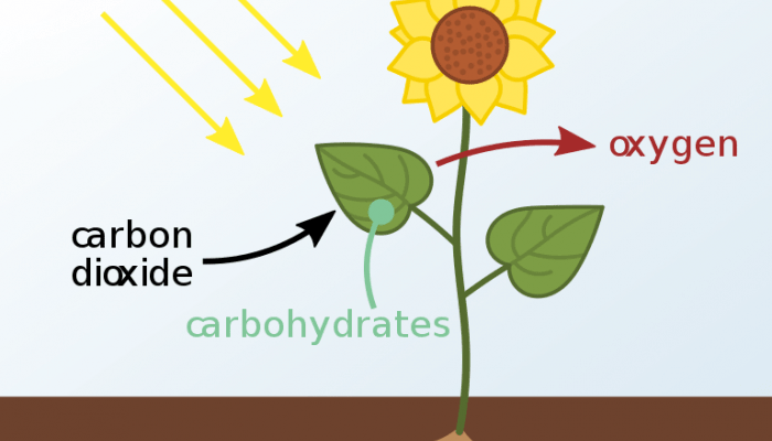 Berikut ini merupakan ciri ciri plantae kecuali