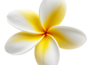 Mengenal Daun Kamboja Manfaat dan Khasiatnya