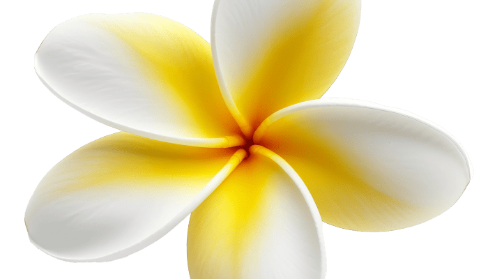 Mengenal Daun Kamboja Manfaat dan Khasiatnya