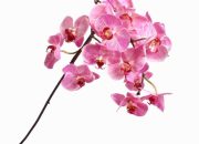 Serat Batang Anggrek Potensi dan Pemanfaatannya