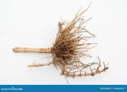 Akar Bambu Kekuatan Tersembunyi Alam