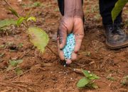 Pupuk untuk Akar dan Batang Panduan Lengkap