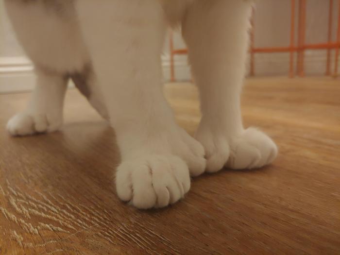 Jari kucing ada berapa