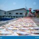Fish salted