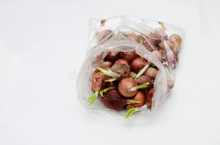 Cara menanam bawang merah di polybag