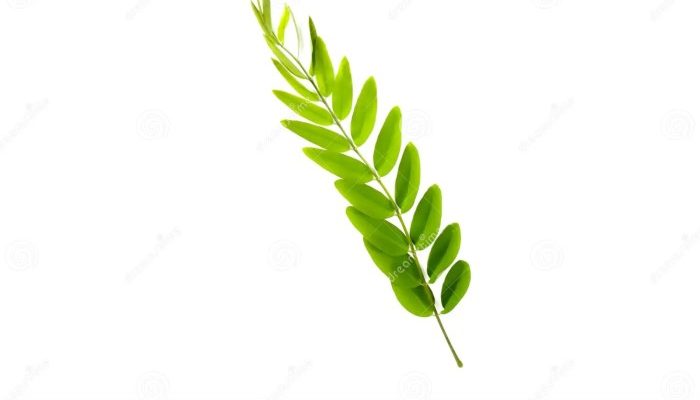 Gambar Daun Senna Panduan Lengkap