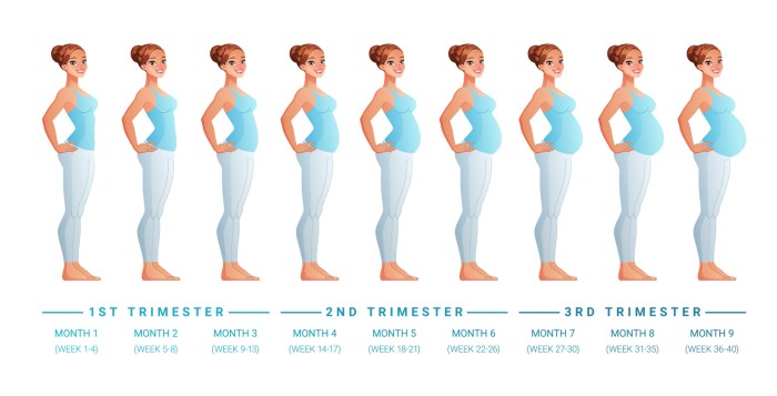 Bentuk perut hamil 4 bulan