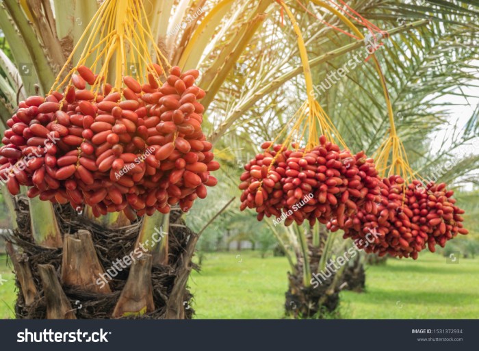 Kebun kurma banda aceh
