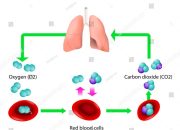 Darah mengangkut karbon dioksida terbanyak sebagai bikarbonat