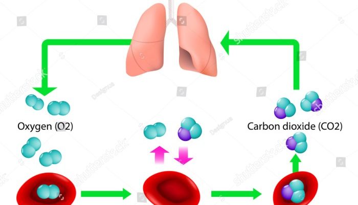 Darah mengangkut karbon dioksida terbanyak sebagai bikarbonat
