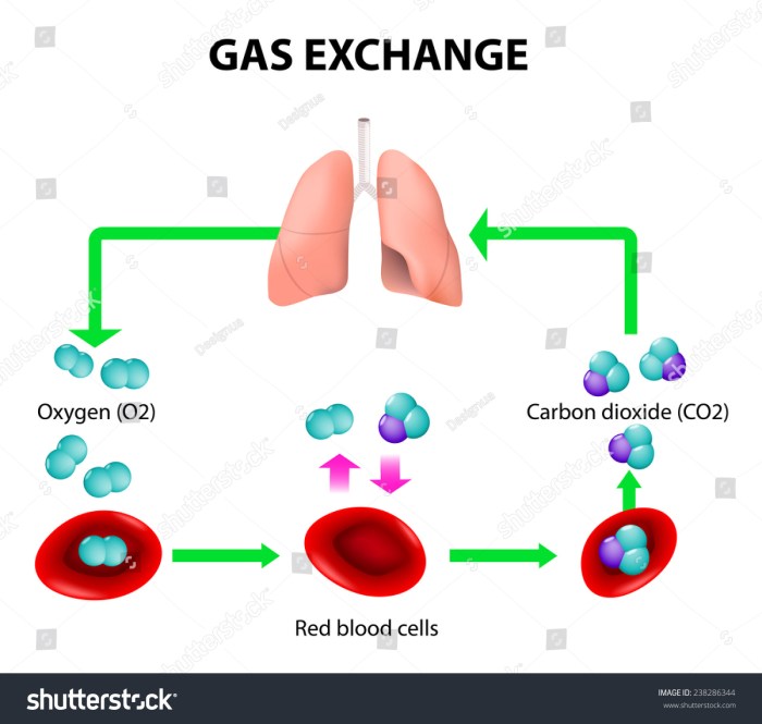 Darah mengangkut karbon dioksida yang terbanyak dalam bentuk
