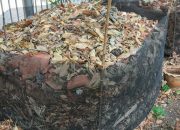 Cara Membuat Kompos dari Daun Kering