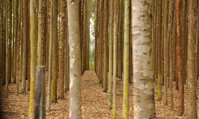 Function economics inputs example outputs commodity tutor tutorstips