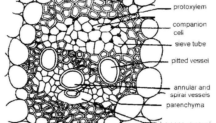 Contoh Batang Monokotil Struktur dan Fungsinya