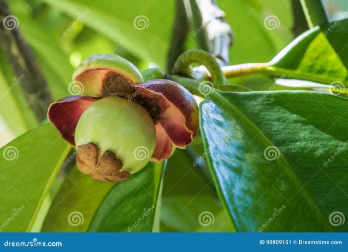 Mangosteen tree