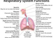 Gambar Alat Peraga Pernapasan Manusia