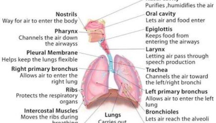 Gambar Alat Peraga Pernapasan Manusia