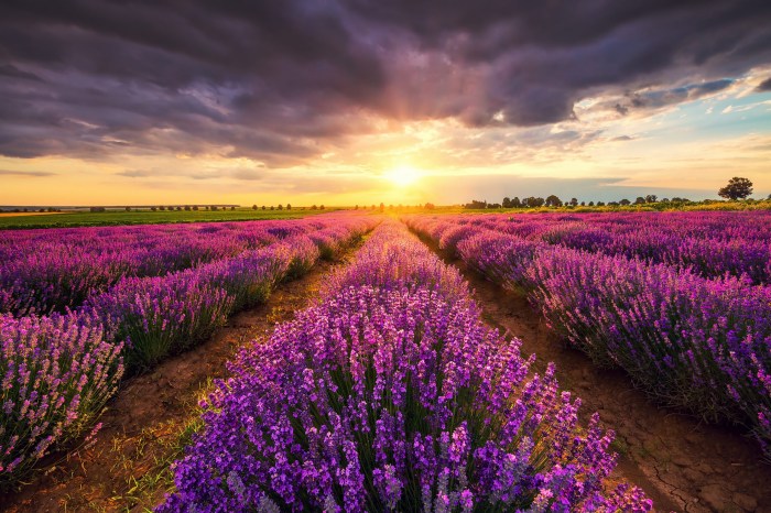 1572 backgrounds