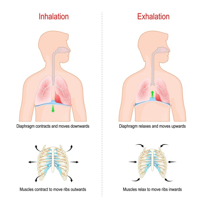 Pernapasan dada inspirasi